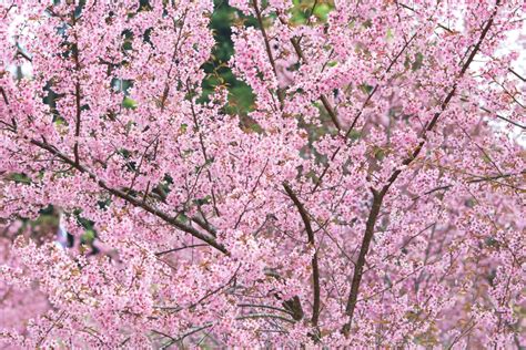 小櫻花樹